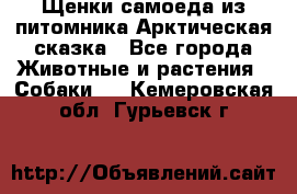 Щенки самоеда из питомника Арктическая сказка - Все города Животные и растения » Собаки   . Кемеровская обл.,Гурьевск г.